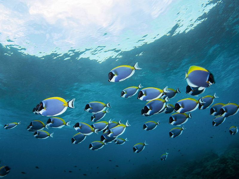 День на острове Рача (2/11)