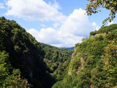 Фото 2 - Экскурсия: "Треккинг по тисо-самшитовой роще" Фото 2 - Экскурсия: "Треккинг по тисо-самшитовой роще"