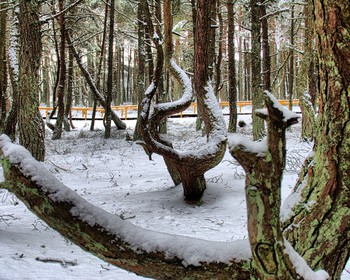 Фото 3 авторского тура - день 3 "Песчаные дюны Куршской косы и курортный Зеленоградск" Фото 3 авторского тура - день 3 "Песчаные дюны Куршской косы и курортный Зеленоградск"