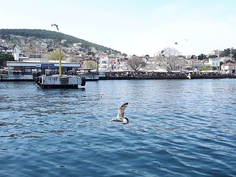 Вино и сыр по-турецки (3/8)