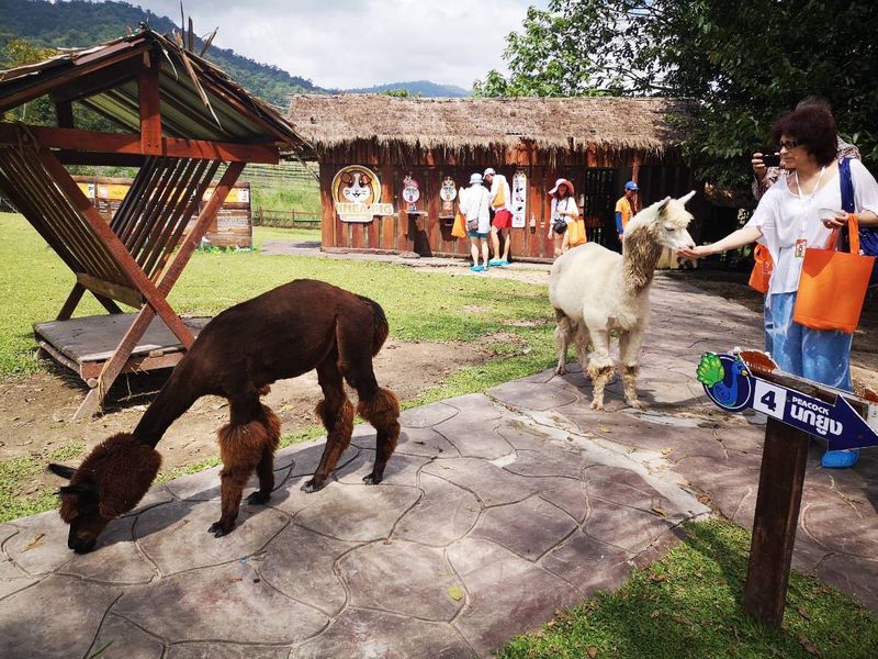 Автобусная экскурсия из Паттайи в Альпака Парк и Землю Королей (9/11)