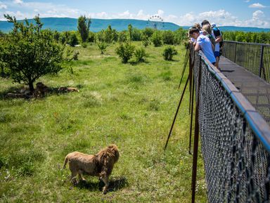 Фото 3 - Экскурсия: "Из Алушты — в Сафари-парк «Тайган»!" Фото 3 - Экскурсия: "Из Алушты — в Сафари-парк «Тайган»!"