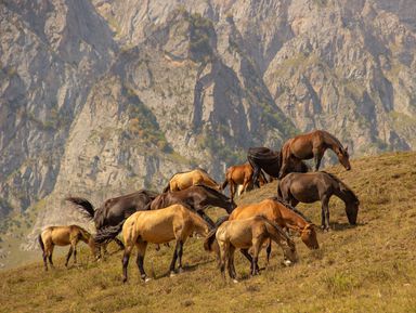Фото - Экскурсия: "Северная Осетия. Топ-10 и осетинские пироги!" Фото - Экскурсия: "Северная Осетия. Топ-10 и осетинские пироги!"