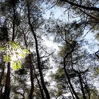Фото отзыва 6: экскурсия "Путешествие на Куршскую косу через замок Нессельбек" Фото отзыва 6: экскурсия "Путешествие на Куршскую косу через замок Нессельбек"