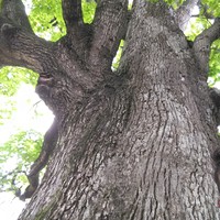 Фото отзыва 5: экскурсия "Тайны Приморского бульвара Сочи" Фото отзыва 5: экскурсия "Тайны Приморского бульвара Сочи"