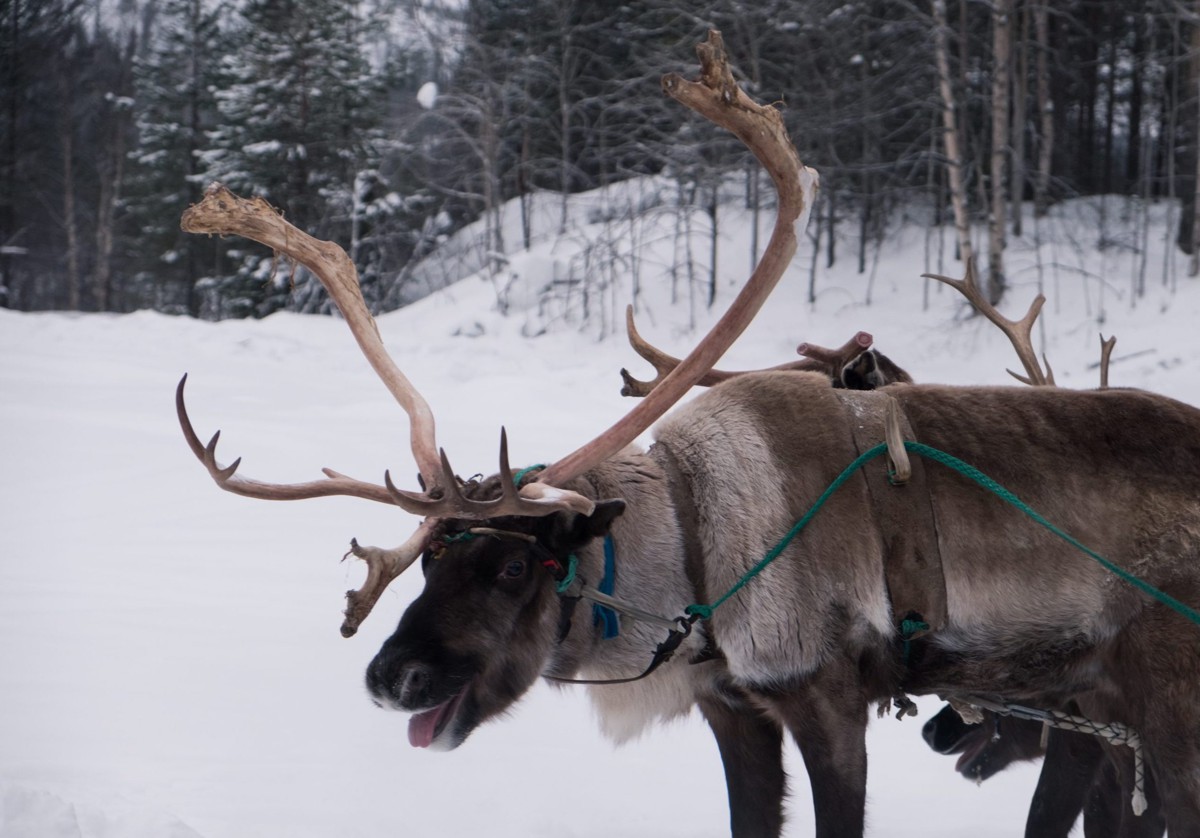Новогоднее приключение в Арктике (4/8)