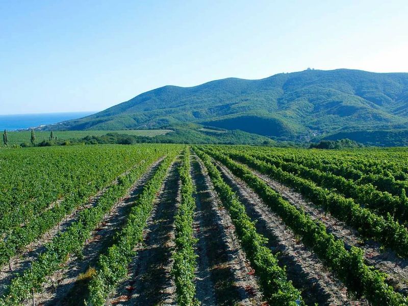 Винный тур в Новороссийске (4/7)