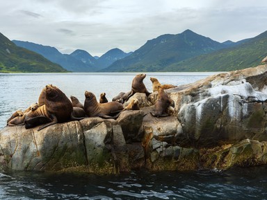Фото - Экскурсия: "В гости к сивучам: морское путешествие к мысу Кекурный" Фото - Экскурсия: "В гости к сивучам: морское путешествие к мысу Кекурный"