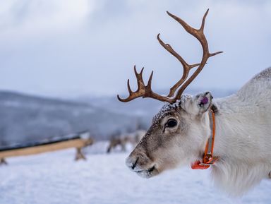 Фото - Экскурсия: "Саамская деревня: путешествие к истокам Севера" Фото - Экскурсия: "Саамская деревня: путешествие к истокам Севера"
