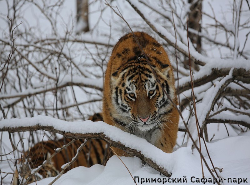 По следам тигра: Шкотовские водопады, сафари-парк + Лазурная и Стеклянная бухты