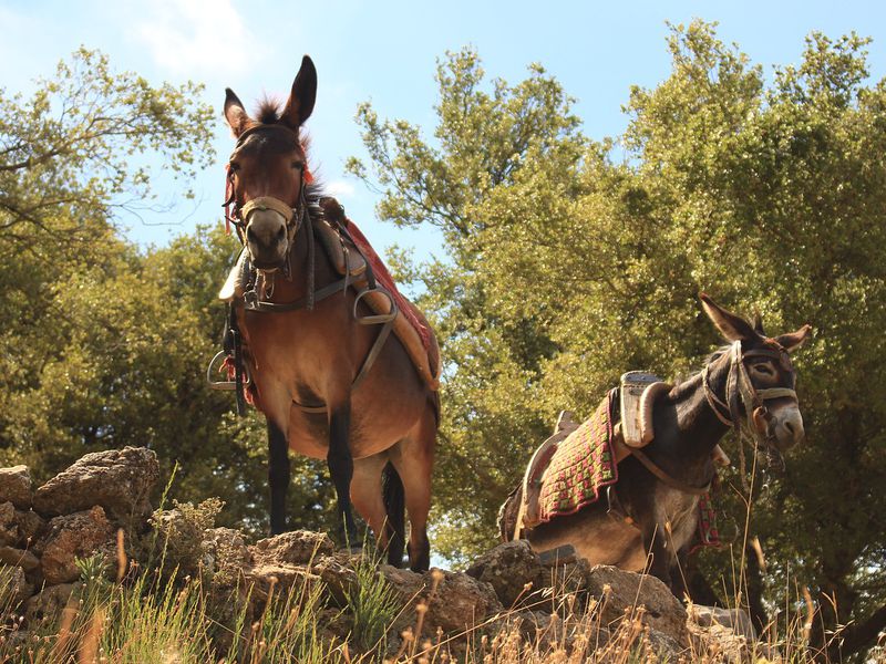 Путь к сердцу Крита (5/7)
