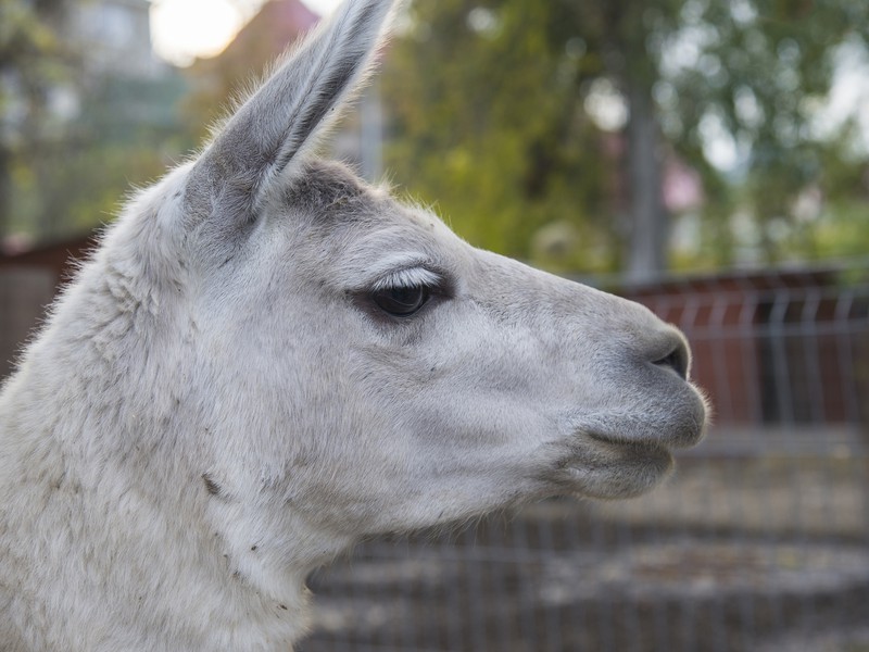 Парк львов Тайган и Белая скала из Новороссийска (8/13)
