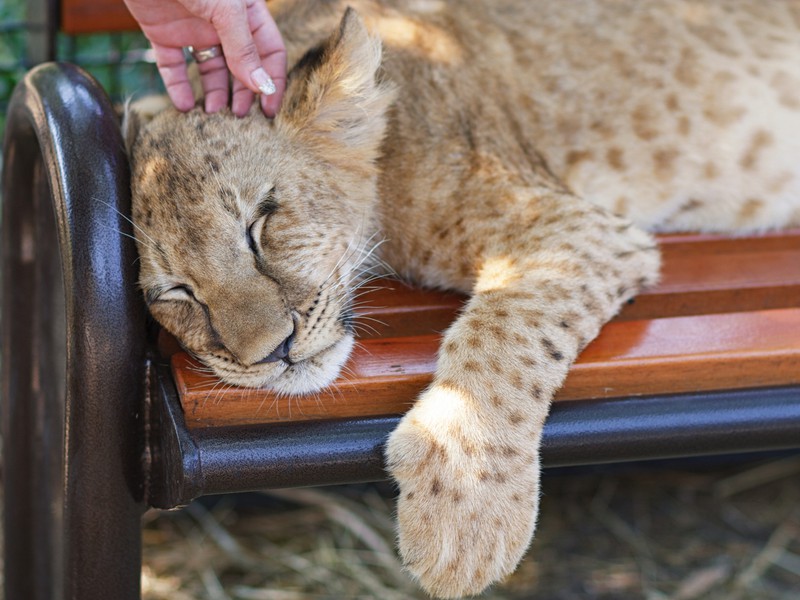 Парк львов Тайган и Белая скала из Новороссийска (10/13)