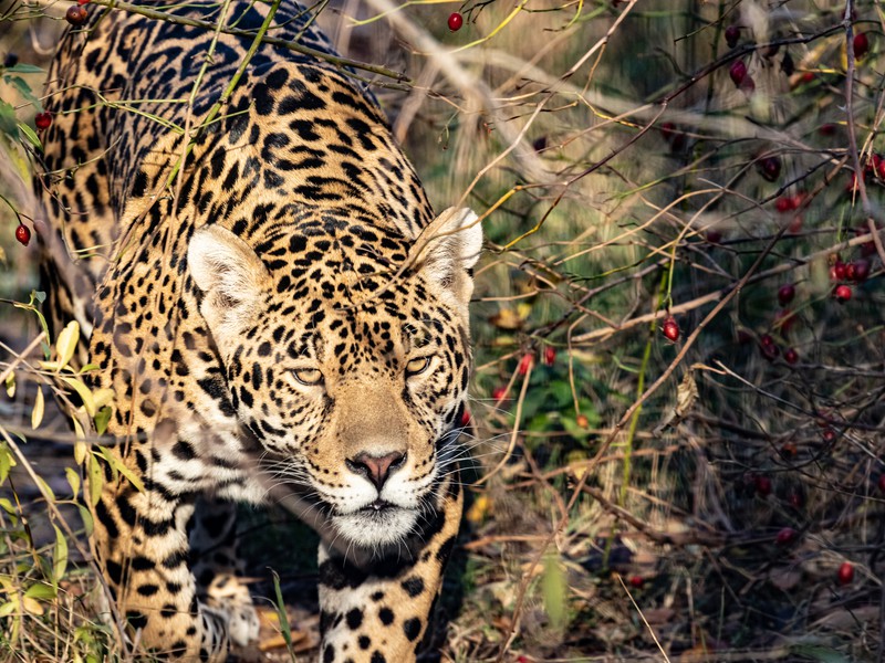 Парк львов Тайган и Белая скала из Новороссийска (6/13)