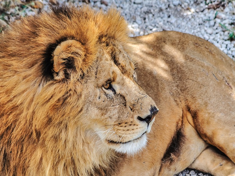 Парк львов Тайган и Белая скала из Новороссийска (12/13)