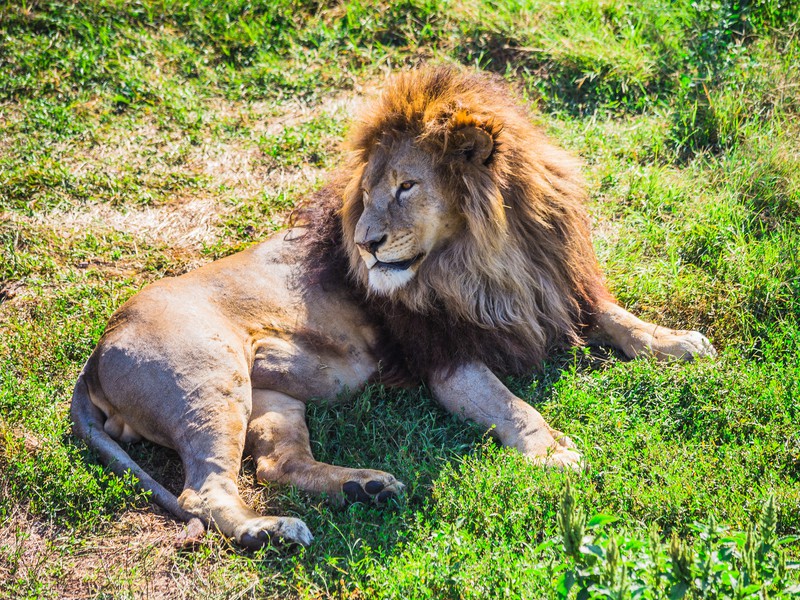 Парк львов Тайган и Белая скала из Новороссийска (7/13)