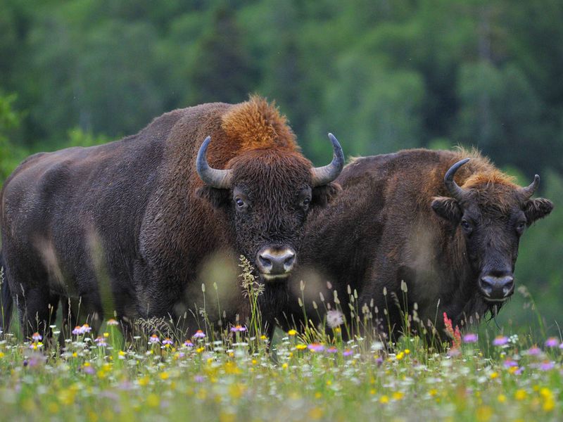 Джип-тур по горам и каньонам Адлера (11/13)