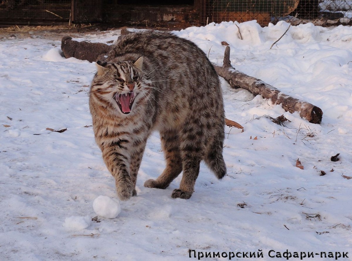 По следам тигра: Шкотовские водопады, сафари-парк + Лазурная и Стеклянная бухты