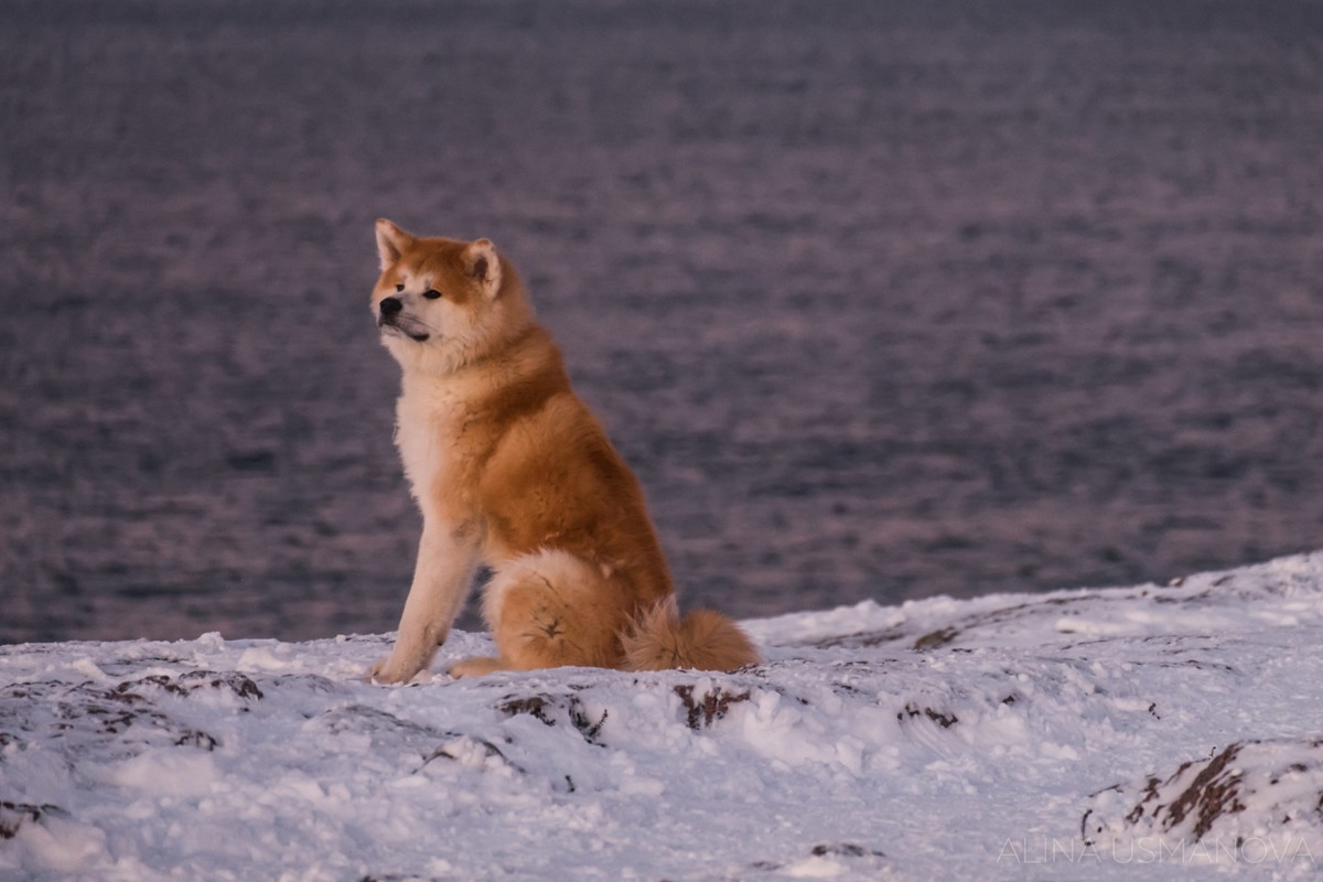 Новогоднее приключение в Арктике (7/8)