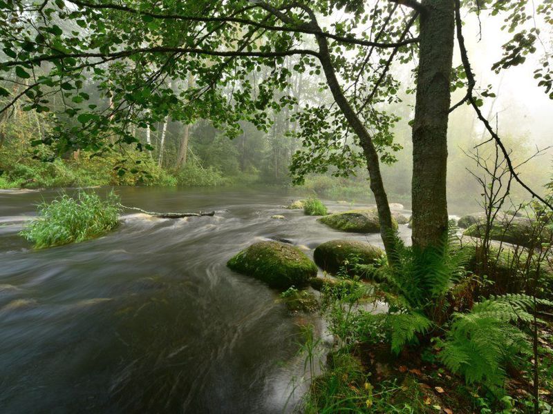 Секреты Линдуловской рощи (2/7)