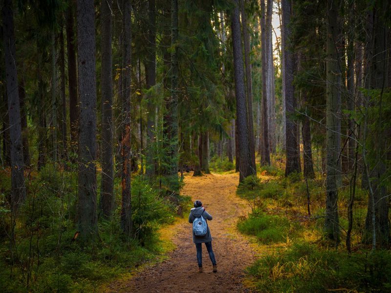 Секреты Линдуловской рощи (4/7)