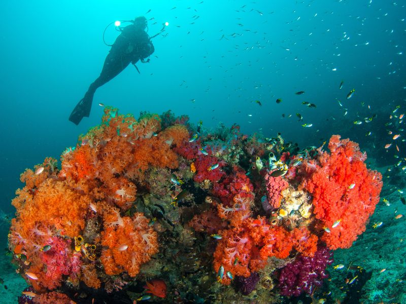 Дайвинг в окрестностях Лиссабона (5/7)