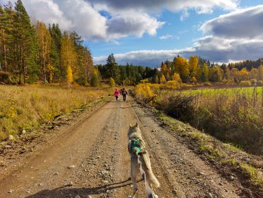 Фото 3 - Экскурсия: "Дог-треккинг по холмам и лесам Карелии" Фото 3 - Экскурсия: "Дог-треккинг по холмам и лесам Карелии"