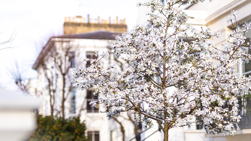 Элегантный Лондон: прогулка по району Holland Park