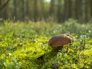 Фото 3 - Экскурсия: "Айда в Карелию — за ягодами и грибами!" Фото 3 - Экскурсия: "Айда в Карелию — за ягодами и грибами!"