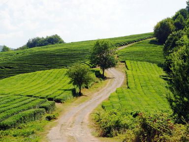 Фото - Экскурсия: "День ярких впечатлений в Сочи" Фото - Экскурсия: "День ярких впечатлений в Сочи"
