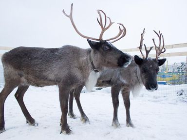 Фото 3 - Экскурсия: "Деревня саамов, или Север изнутри" Фото 3 - Экскурсия: "Деревня саамов, или Север изнутри"
