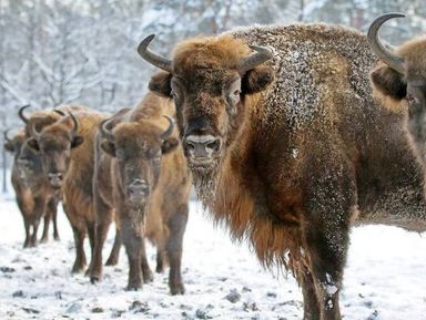 Камышлинский водопад и зубровый питомник