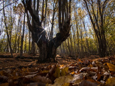 Фото - Экскурсия: "Сказки крымского леса" Фото - Экскурсия: "Сказки крымского леса"