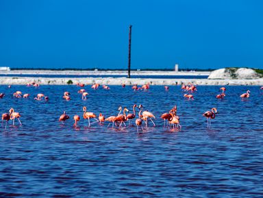 Чичен-Ица и Розовые озера из Канкуна