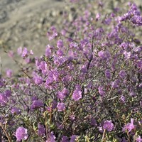 Фото отзыва 8: экскурсия "Фиолетовые горы Алтая" Фото отзыва 8: экскурсия "Фиолетовые горы Алтая"