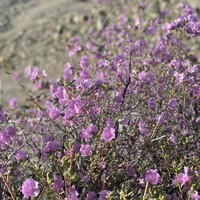 Фото отзыва 8: экскурсия "Фиолетовые горы Алтая"