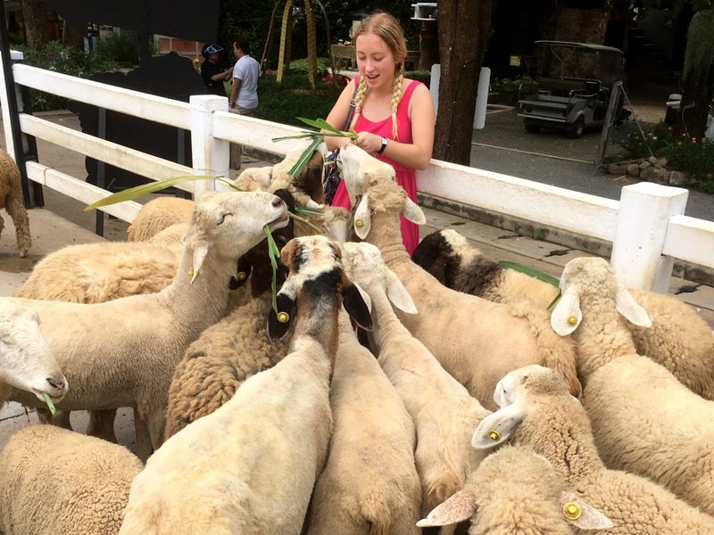 Автобусная экскурсия из Паттайи в Альпака Парк и Землю Королей (2/11)