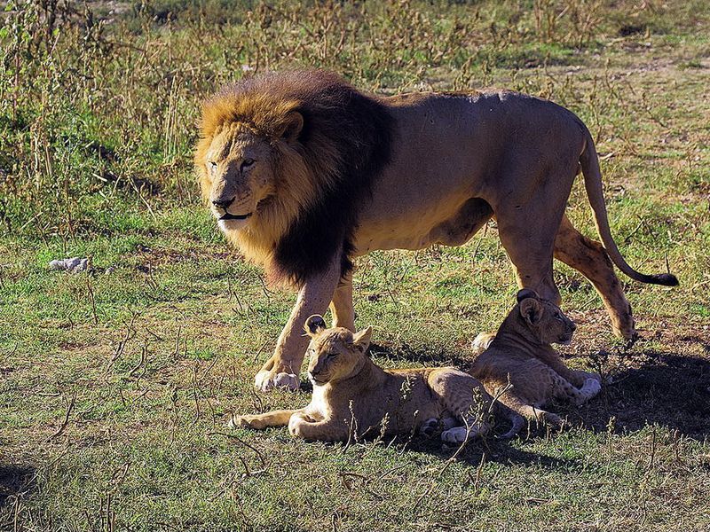 Парк львов Тайган и Белая скала из Новороссийска (2/13)