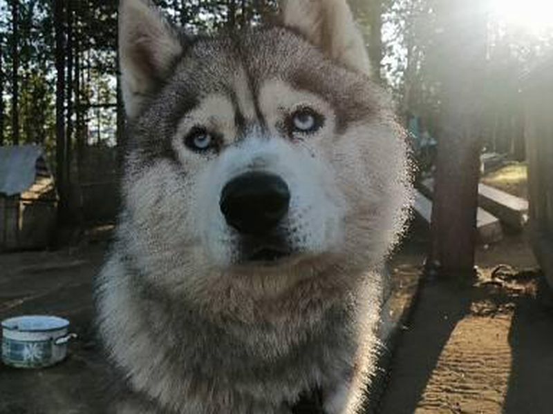 Хайкинг с Хаски в окрестностях Мурманска (6/8)