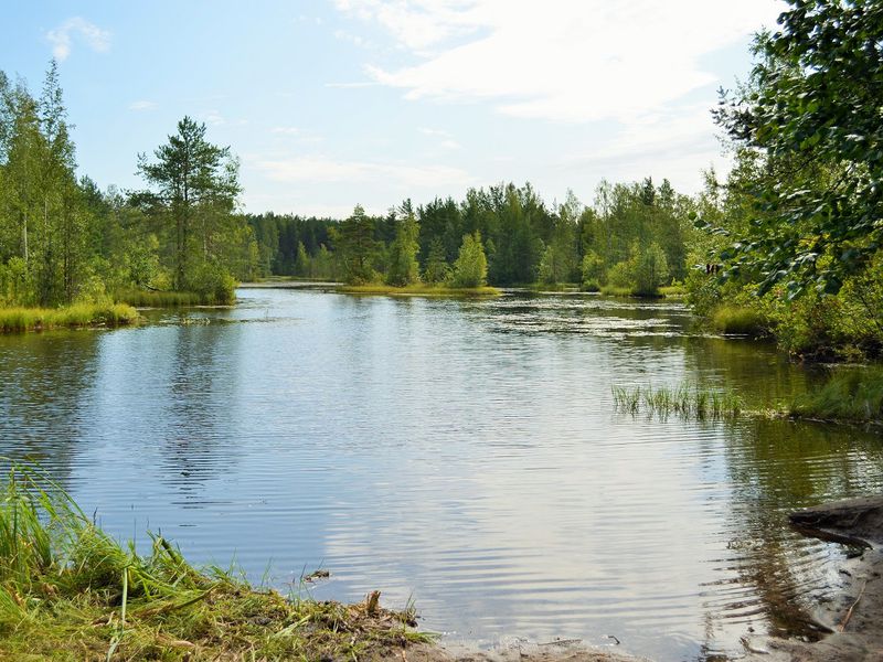 «Сестрорецкое болото»: эко-треккинг и фотосессия (7/7)