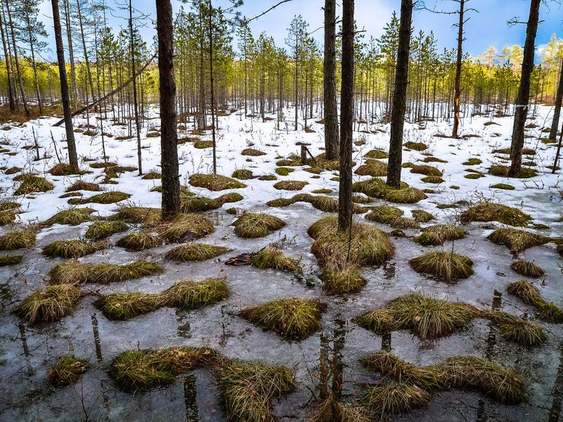 «Сестрорецкое болото»: эко-треккинг и фотосессия (6/7)