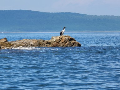 Фото - Экскурсия: "По Японскому морю на моторной лодке!"