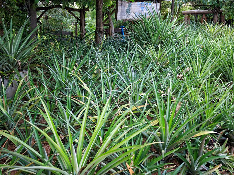 День открытий в Паттайе: сафари-парк, плантации и храмы (15/26)