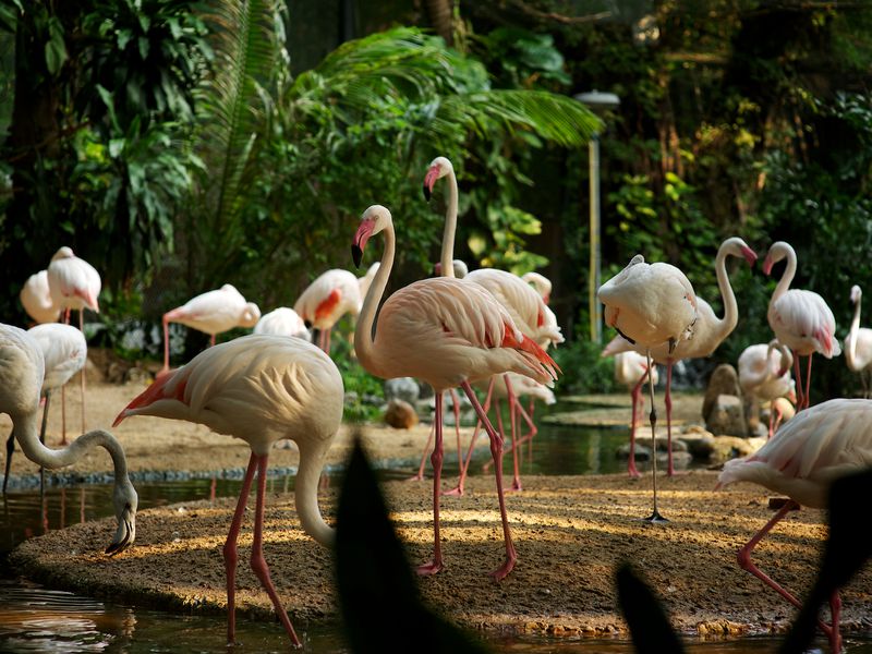 День открытий в Паттайе: сафари-парк, плантации и храмы (2/26)