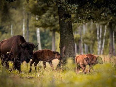 Фото 2 - Экскурсия: "Красота Брестской земли: Беловежская пуща и не только за 2 дня" Фото 2 - Экскурсия: "Красота Брестской земли: Беловежская пуща и не только за 2 дня"