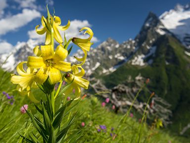 Фото - Экскурсия: "Домбай — пламенное сердце Кавказа" Фото - Экскурсия: "Домбай — пламенное сердце Кавказа"