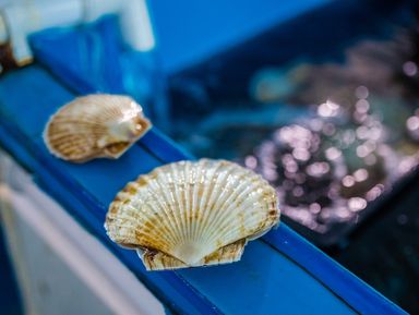 Фото 2 - Экскурсия: "Морские деликатесы острова Русский" Фото 2 - Экскурсия: "Морские деликатесы острова Русский"