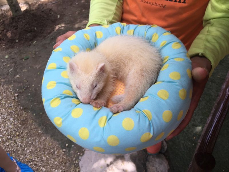 Автобусная экскурсия из Паттайи в Альпака Парк и Землю Королей (7/11)