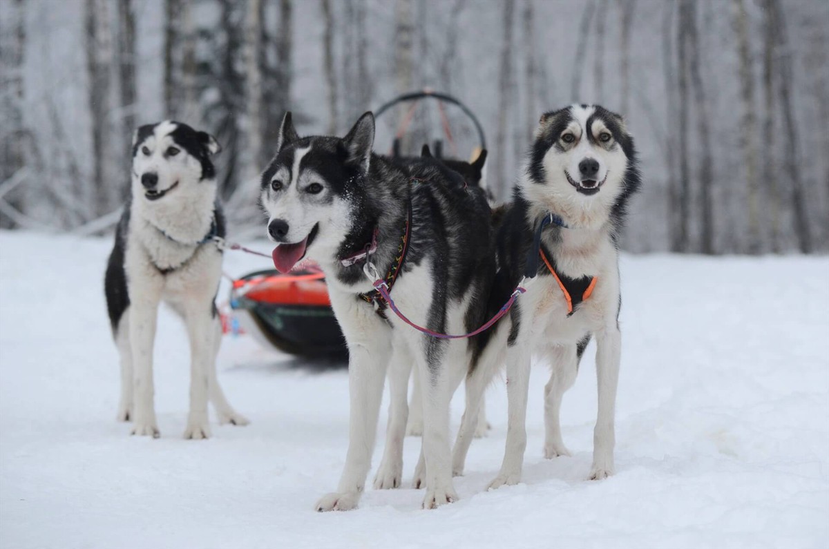 В Карелию на Новый год (4/7)