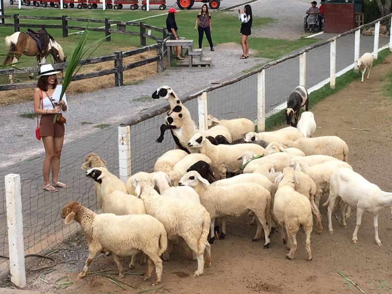 Автобусная экскурсия из Паттайи в Альпака Парк и Землю Королей (3/11)